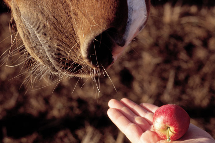 Equine Nutrition